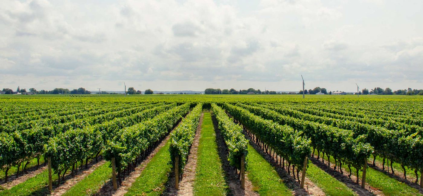 Create your own wine story