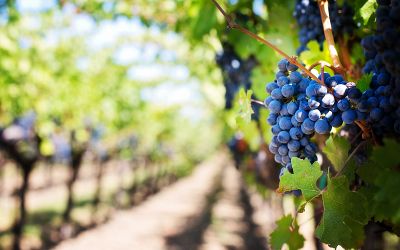 The Okanagan Winter Wine Festival: Creating memorable January experiences in Wine Country