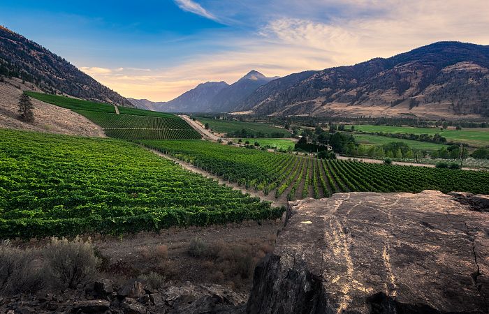 Vanessa Vineyard Estate Winery Inc.