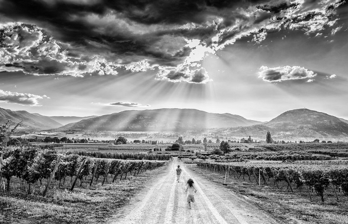 Roche Wines